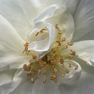 WHITE ROSE